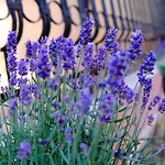 Iulia Guest house Eforie Nord