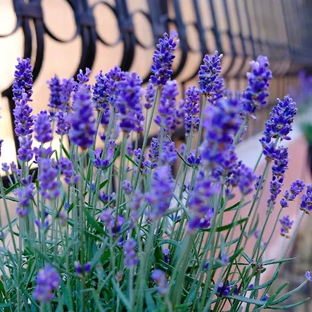 Iulia Πανσιόν Eforie Nord