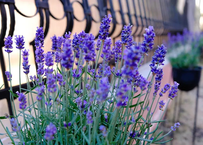 Iulia Πανσιόν Eforie Nord